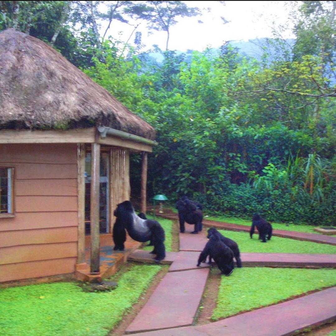 This what you expect when you visit Uganda, you will have visitors who want to share breakfast with you.
@bwindiimpenetrable forest @gorillatracking @wildlifeadventure