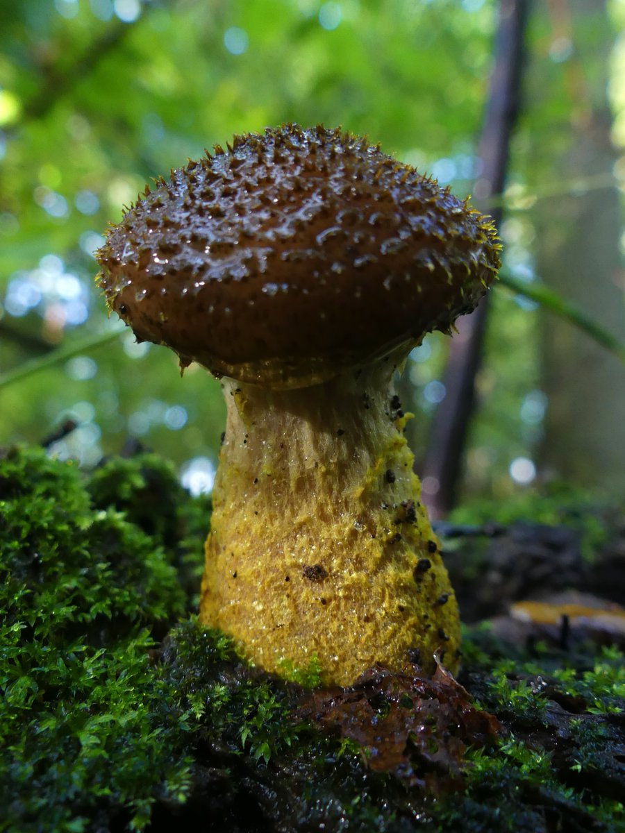 Wild_NEScot's tweet photo. @greatfen @ukfungusday @wildlifebcn @NE_WestAnglia And a few more a yet unidentified because I haven't had chance to get the book out yet and I haven't ID'd a fungus properly since March... #autumnproblems #FungiID #fens #nature #FungiFriday https://t.co/GRWKl5ofjE