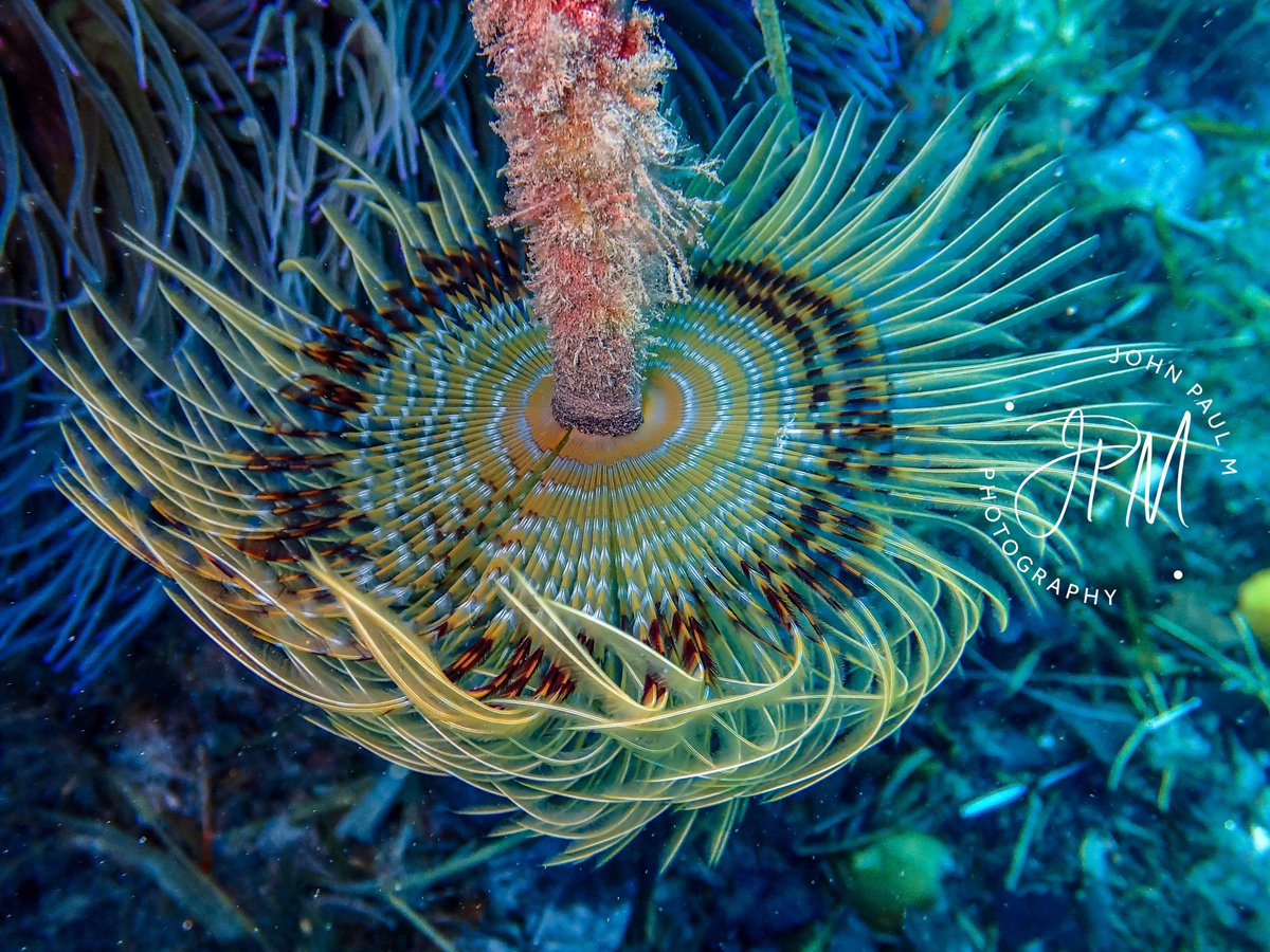 JPconnor44's tweet photo. Sabella spallanzanii Cannes Mandelieu 22/10/2021 Olympus TG3 https://t.co/qvADtFufnF