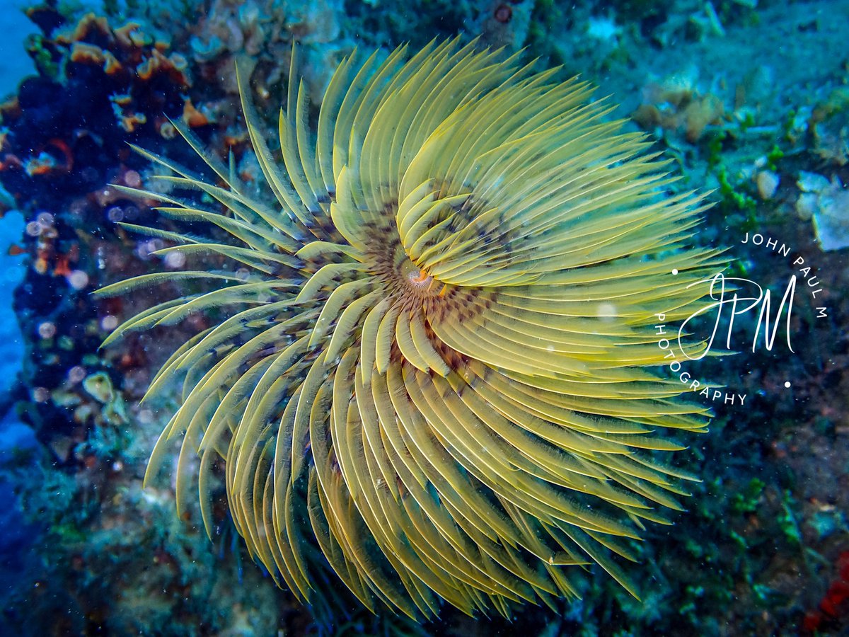 JPconnor44's tweet photo. Sabella spallanzanii Cannes Mandelieu 22/10/2021 Olympus TG3 https://t.co/qvADtFufnF