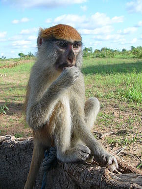 LeSingenieur's tweet photo. Il mesure entre 50 et 70 cm et pèse de 7 à 13 kg. Le singe rouge détient le record du primate le plus rapide sur terre, il peut courir à la vitesse de 55 km/h en moyenne avec une pointe à 80 km/h. https://t.co/PgmhqSnoqc