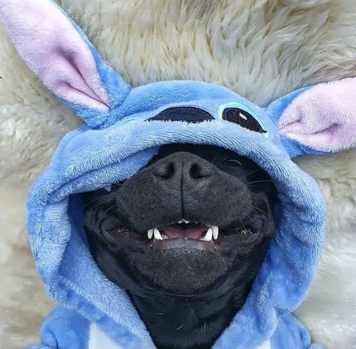 La Lombardi (@lalombarditw) on Twitter photo 