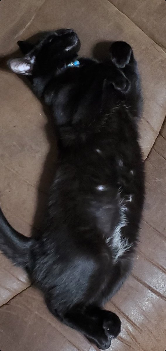 Nyxx resting up before his big day. Today is the day he gets neutered and gets his baby shots. But it's okay, because that means he'll soon get to go play with his brother and sister outside! FINALLY!!!
