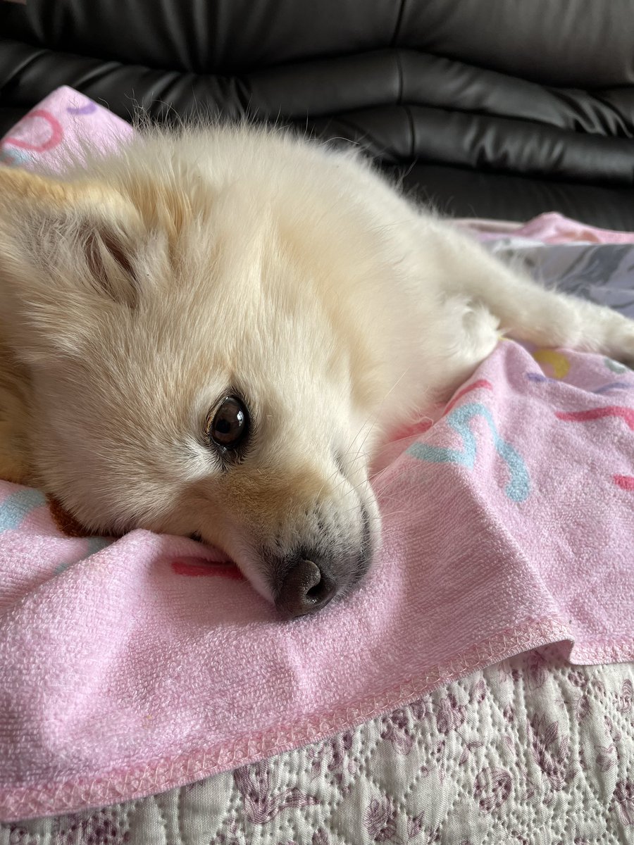 (*･ω･)表示のおかしかったAmazonのps5の予約抽選はきちんと登録されてるらしい。。。。当たるといいなぁ