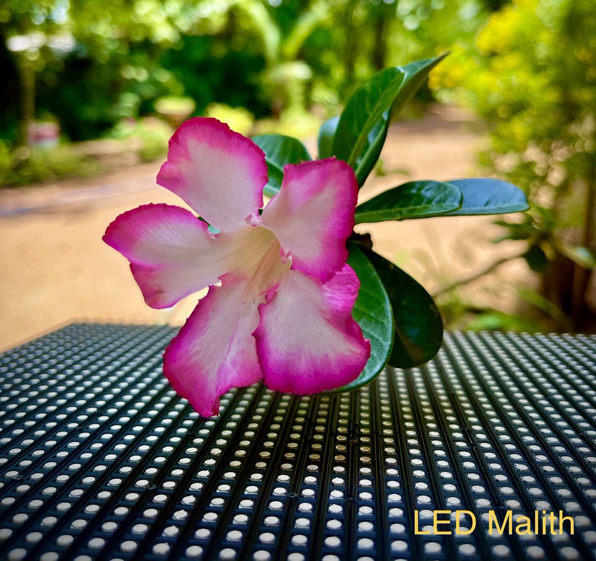 LedMalith's tweet photo. #Natural #Natural_Photo #LED_Malith #Flower #LED_Module #Outdoor #Outdoor_LED_Module #Outdoor_Photography https://t.co/T5Txw9DCEy