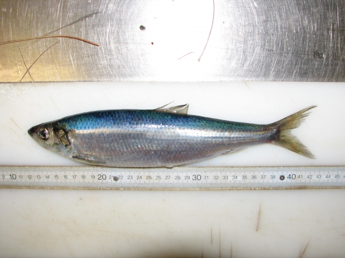 EurOBIS_VLIZ's tweet photo. #NewDataset
> 300 occurrences of #Clupeaharengus from the #NorthSea
- presence #FAIRdata from #NorFish
- available via https://t.co/8CD3isqBMn
📷: C. Nozères
@jmeesvliz @EMODnet #Biology @oceans_past @LifeWatchVLIZ @OBISNetwork #marinescience https://t.co/FrP66BP9ia