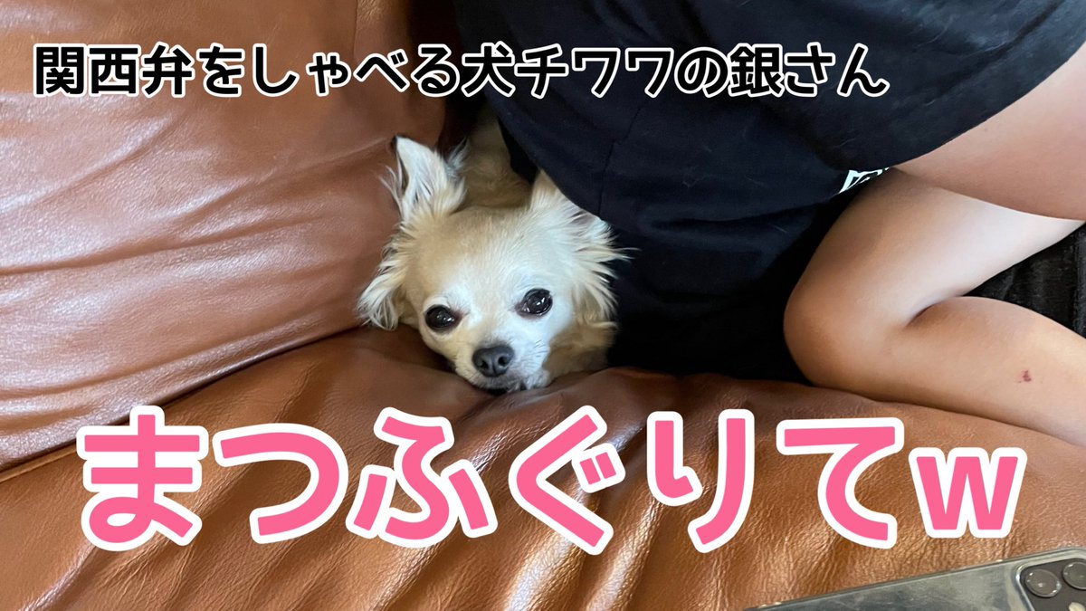 チワワの銀さん Tiwawanoginsan Twitter