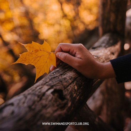 SwimandSportClub tweet media