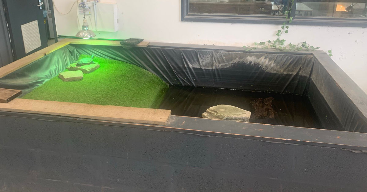 StHelensCollege's tweet photo. The impact on our local community goes beyond just humans- we have to consider the animals we share our space with too!

Our Animal Management students recently renovated the terrapin pond at our STEM Centre Campus.🐢

#CollegesWeek #LoveOurColleges #GetInGoFurther https://t.co/qjpkP8roWU