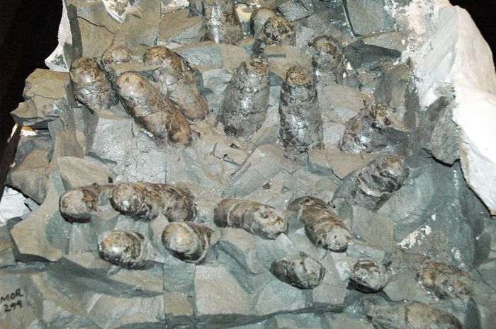 NGIndonesia's tweet photo. Pada abad ke-19 kotoran dinosaurus sempat digandrungi oleh para penambang di Inggris. Seperti emas, kotoran dinosaurus dihargai tinggi. Simak kisah selengkapnya di https://t.co/KdGYN5CHav
Foto: James St. John/Flickr.
#Dinosaurus #Feses #Emas https://t.co/I8Gw3RILQO