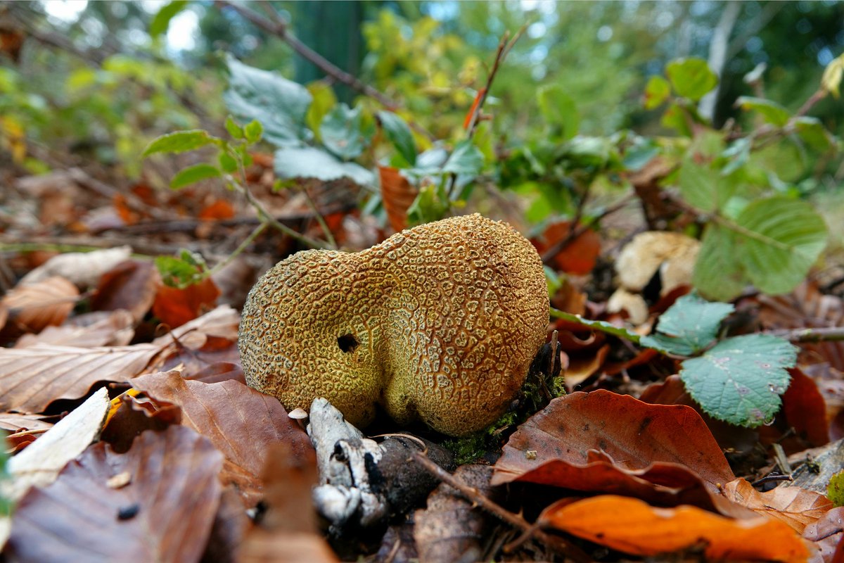AdeysAlthorp's tweet photo. Fungus Friday.. Scleroderma citrinum (Poison pig skin puffball)
This yellowish/buff fungi is covered with coarse scales.
Favours acid soils around Beech, Birch and Oaks.
Conservation@althorp.com #Harlestonefirs #Althorpestates https://t.co/zpmG1gcm5K