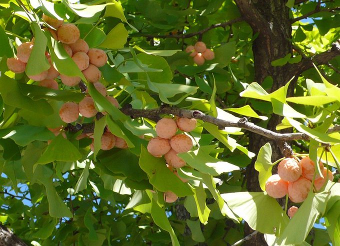 꽃과나무(Flower tree) 이미지