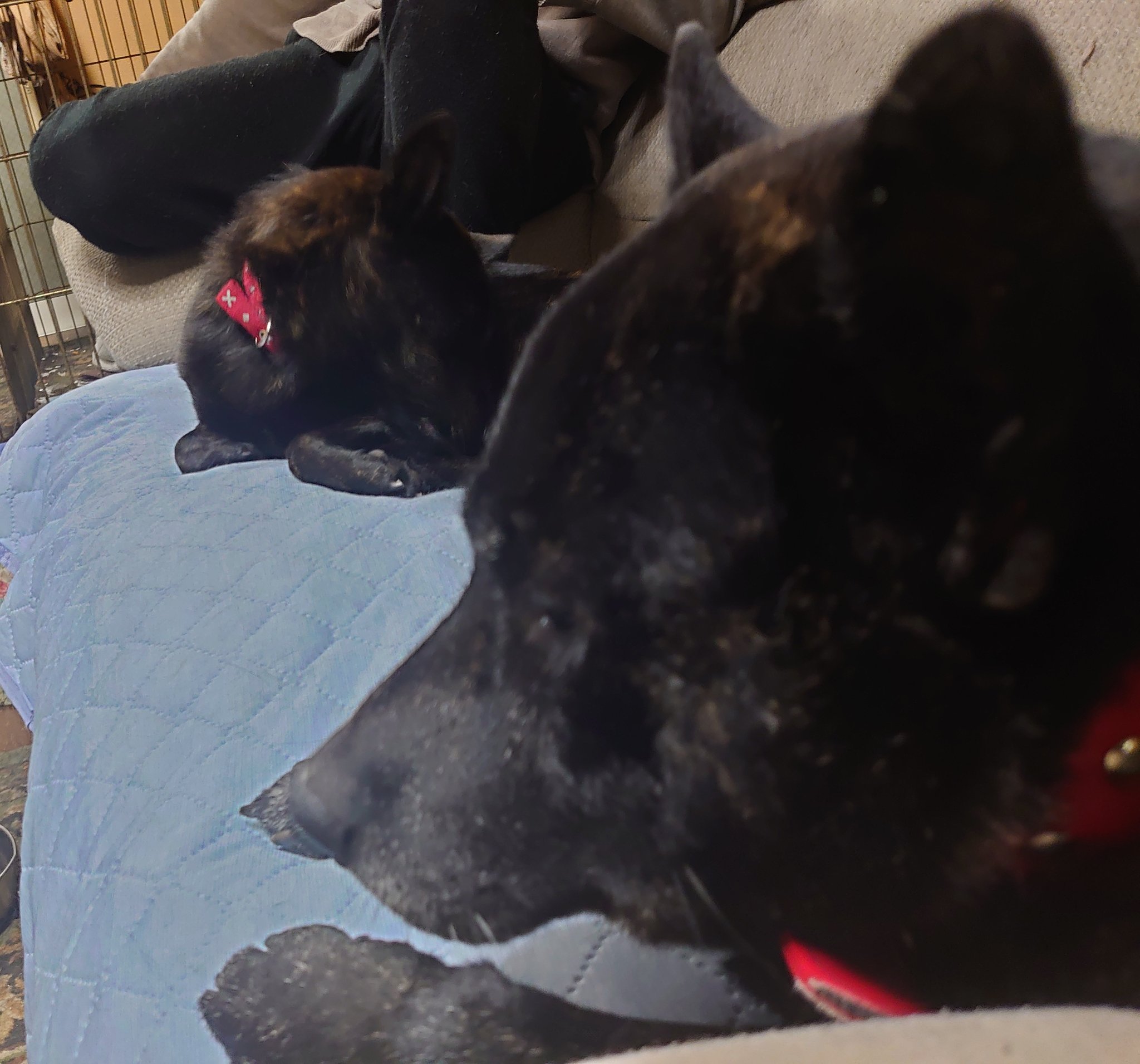 ドッグカフェ With Vets Vetswith Twitter