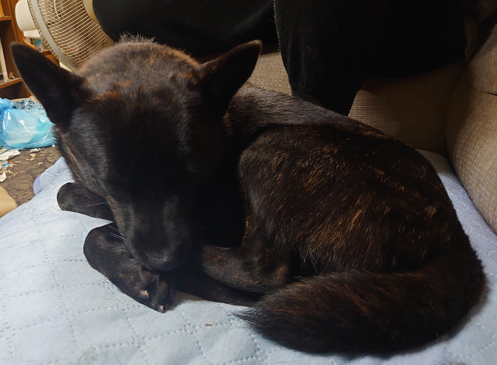 ドッグカフェ With Vets Vetswith Twitter