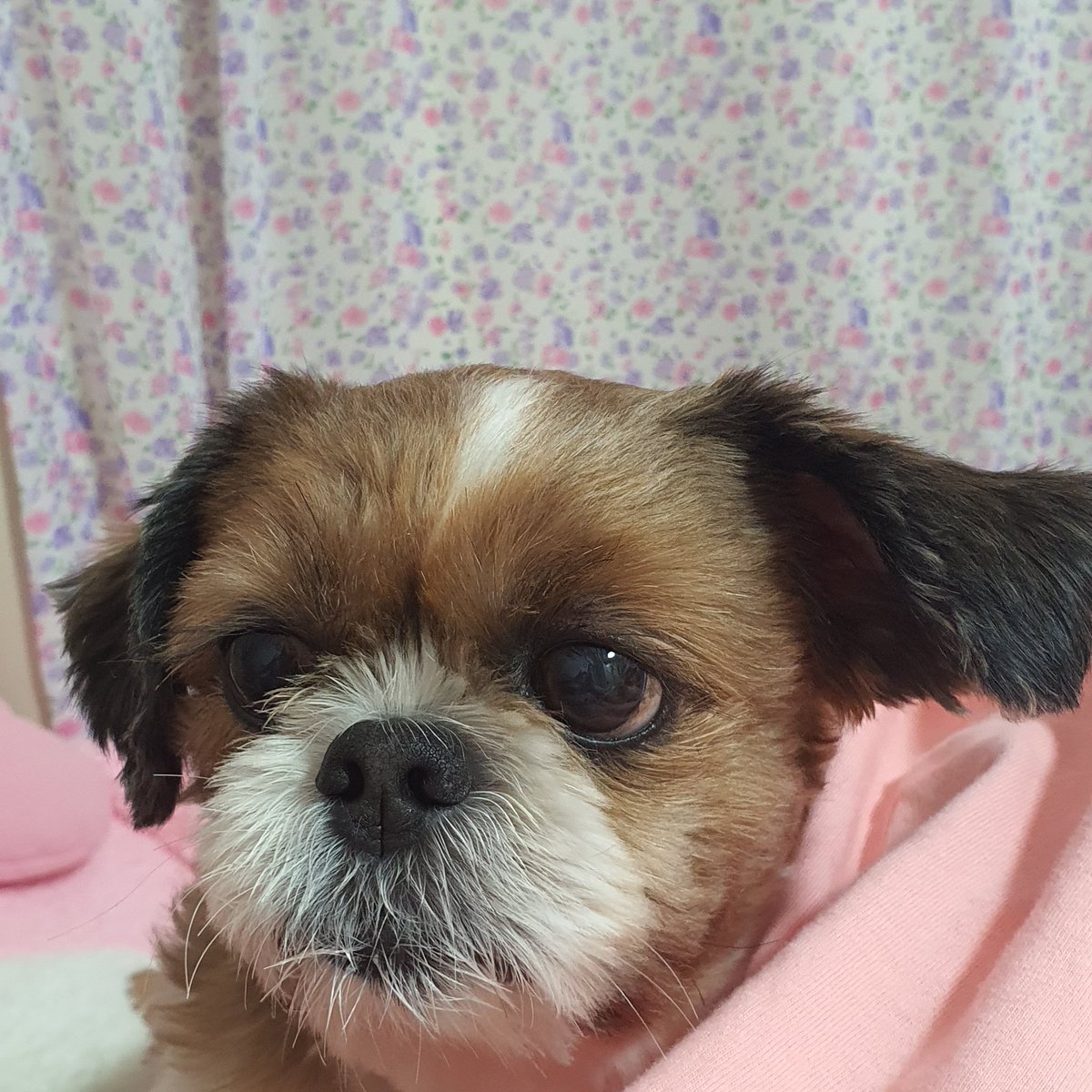 chocozzzang's tweet photo. 잉 https://t.co/KrjacDy6eA