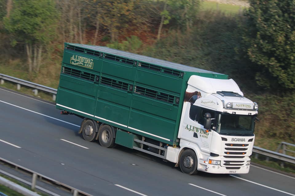 Houghton_P_Ltd's tweet photo. A range of Professional Livestock Transporters spotted on the #m6
📷by Thomas Salkeld
#houghtonparkhouse #livestock #livestocktransport #livestocktrailer #livestockhaulage #cjanderson #wmarmstrong #ajewing https://t.co/t0mdJe2ReR