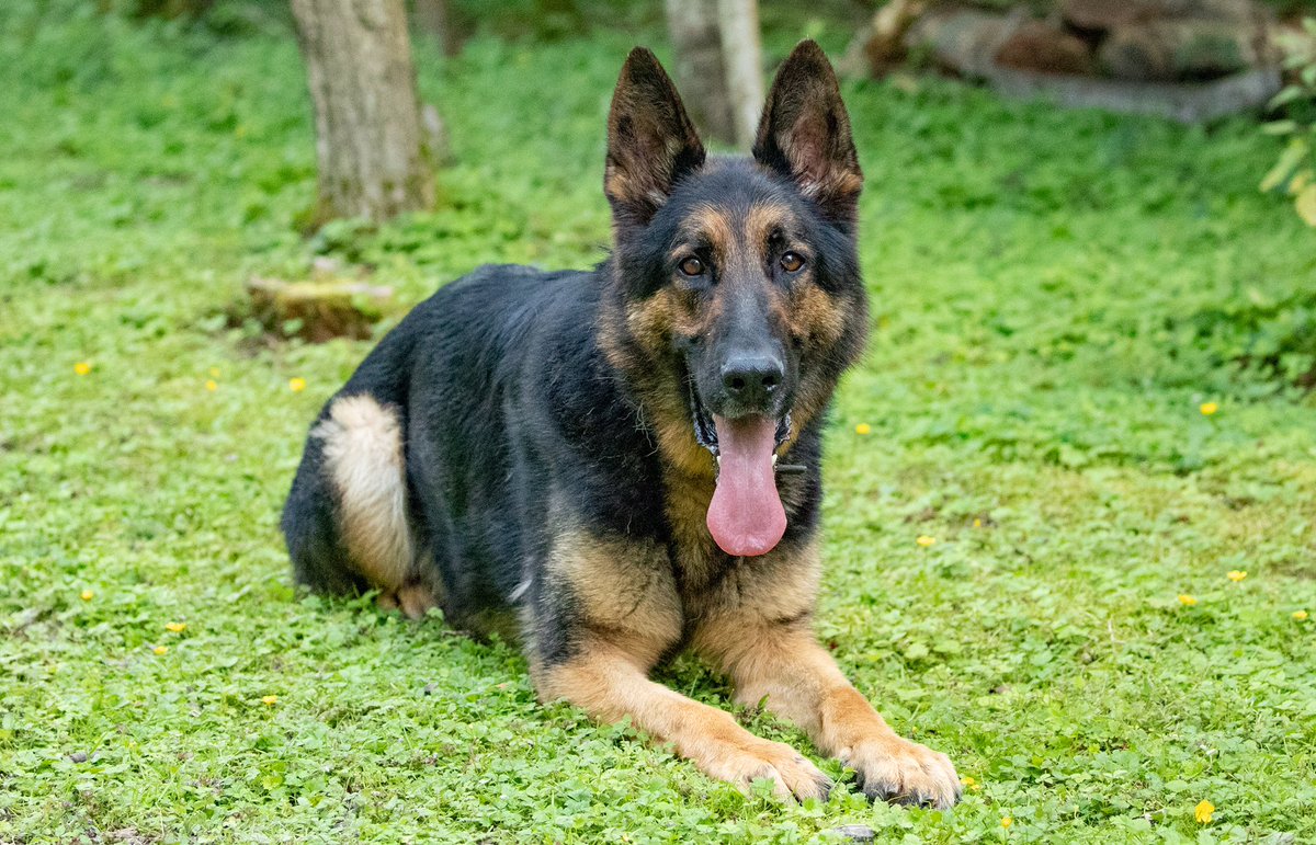KPTacOps's tweet photo. Birthday time - Happy Birthday to one of our long serving GPD’s PD ELI who turns 6 today #PdEli #Gpd #PoliceDog PD https://t.co/pmuXFXxyYb
