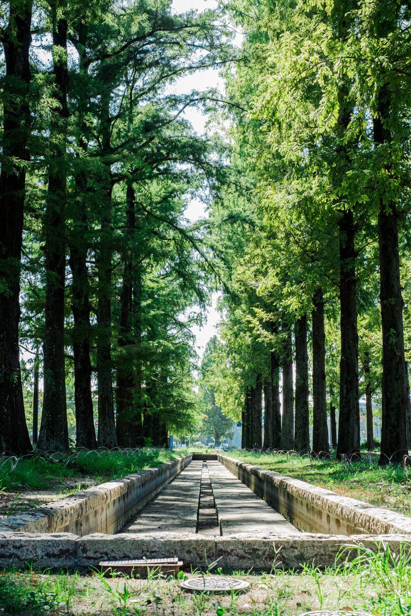 _WHITE_KOSUKE's tweet photo. 緑の並木道🌲
#photo #photography #fujifilm_xseries #xt4  #キリトリセカイ #ファインダー越しの私の世界 #写真好きな人と繫がりたい  #カメラ好きな人と繋がりたい #風景写真で #F値めちゃくちゃ上げるって技覚えた https://t.co/eLRLCBOgQE