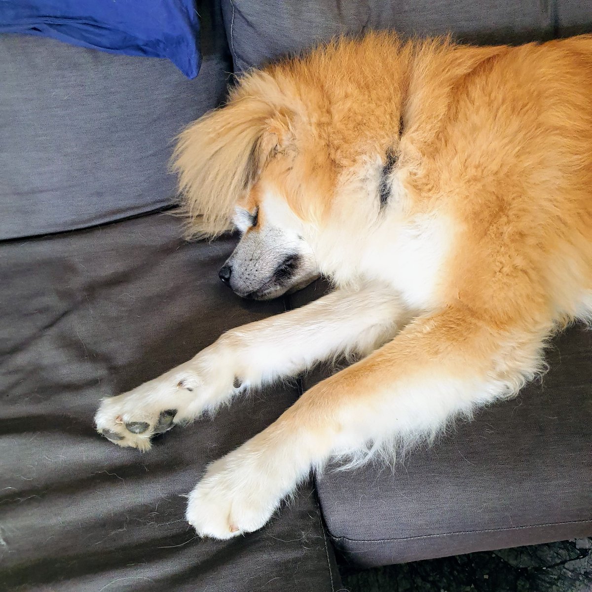 avvtivoltoumano's tweet photo. Il riposo del guerriero #yuudai #dog #akita https://t.co/kjncaXc20B