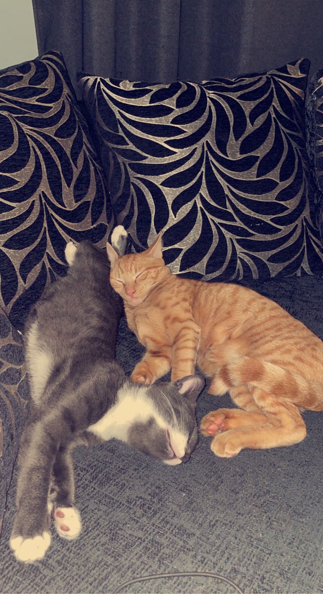 emmaxdemp's tweet photo. i’ve had the most shite week but see going home to this. Week made https://t.co/uObWWnQ2dO