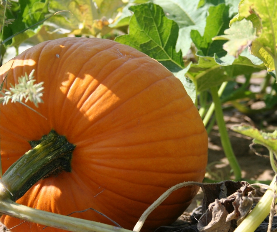 More Than Pumpkin Pie

pumpkin as little more than the traditional decoration for Halloween but think again: it is also an incredibly nutritious food which can be used in everything from soup and salads to desserts and pies. 

#WeAreAPL #PapillonGardens

 rfr.bz/t3e1ck7