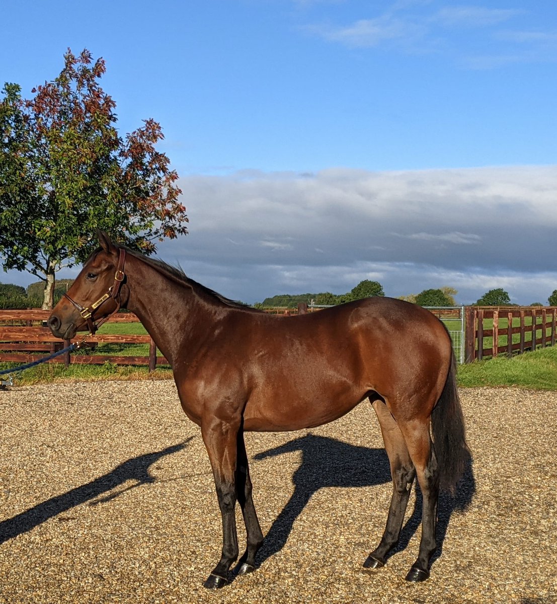 meg_nicholls97's tweet photo. Delighted to have purchased another beauty, this time a sharp looking daughter of Harry Angel. Purchased privately from @DanTunmore. She will be heading into training with sprint ace @kevinryanracing #findingwinners https://t.co/6uqlR6EkdM