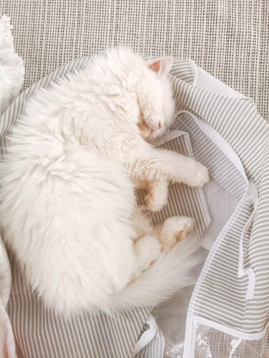 marcuspawrelius's tweet photo. Ja, ik slaap veel overdag.
Dan kan ik ze in de nacht lastigvallen. Dat zal ze leren.

Ps. Ook dit is beter dan een kattenmand. https://t.co/sLsnrrEQKw