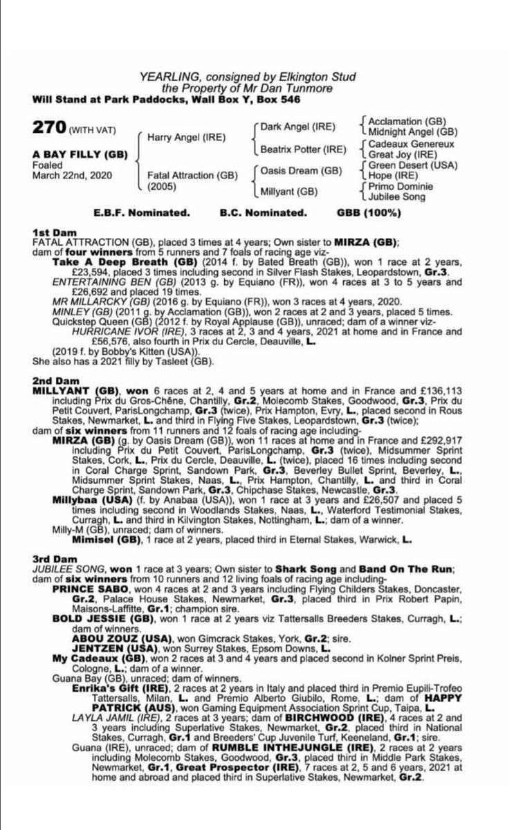 meg_nicholls97's tweet photo. Delighted to have purchased another beauty, this time a sharp looking daughter of Harry Angel. Purchased privately from @DanTunmore. She will be heading into training with sprint ace @kevinryanracing #findingwinners https://t.co/6uqlR6EkdM