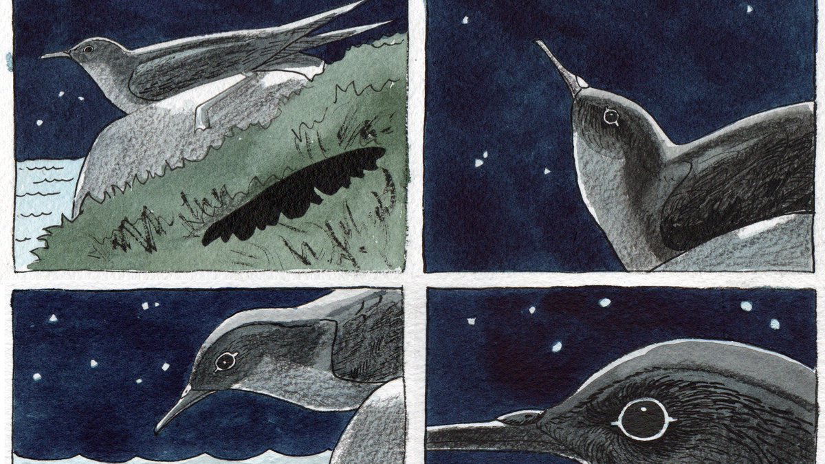 Current exhibitor, Adele Pound, has a very distinctive style, using graphic stories to express her passion for birds. Here is an extract from her Shearwater story, as the young bird emerges alone from the nest. Show runs until 7 Nov. Full story here: the-soc.org.uk/files/docs/Ade…