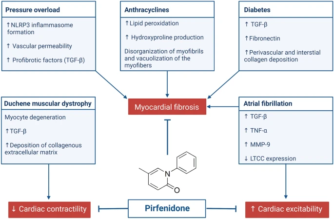 SeguraCardio's tweet photo. 📌Pirfenidone as a novel cardiac protective treatment
#CardioEd #CardioTwitter https://t.co/kJ7RJlMCuc