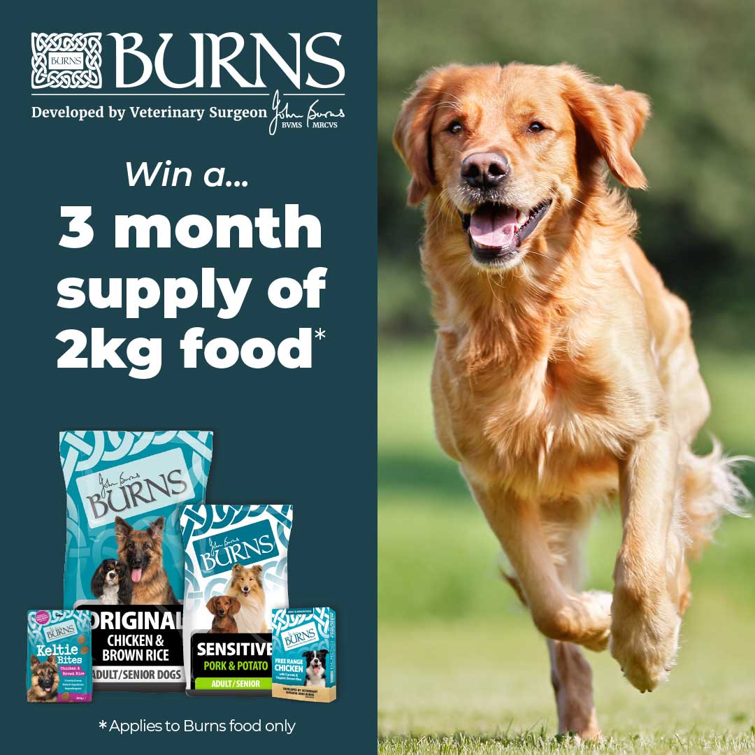 Jollyestweets's tweet photo. Competition Time! 📢We have partnered with Burns food to offer a customer a 3 months supply of 2kg Burns Dry Dog food!  Simply like this post, share and follow @Jollyestweets and @burnspetfoodFor your chance to win. Competition ends 8th November #Competition https://t.co/6GEO76QZs6