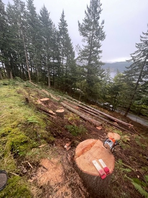 A82operations's tweet photo. All going well with our work at Grotaig. Some big trees already down! https://t.co/1Ph9qyPKay
