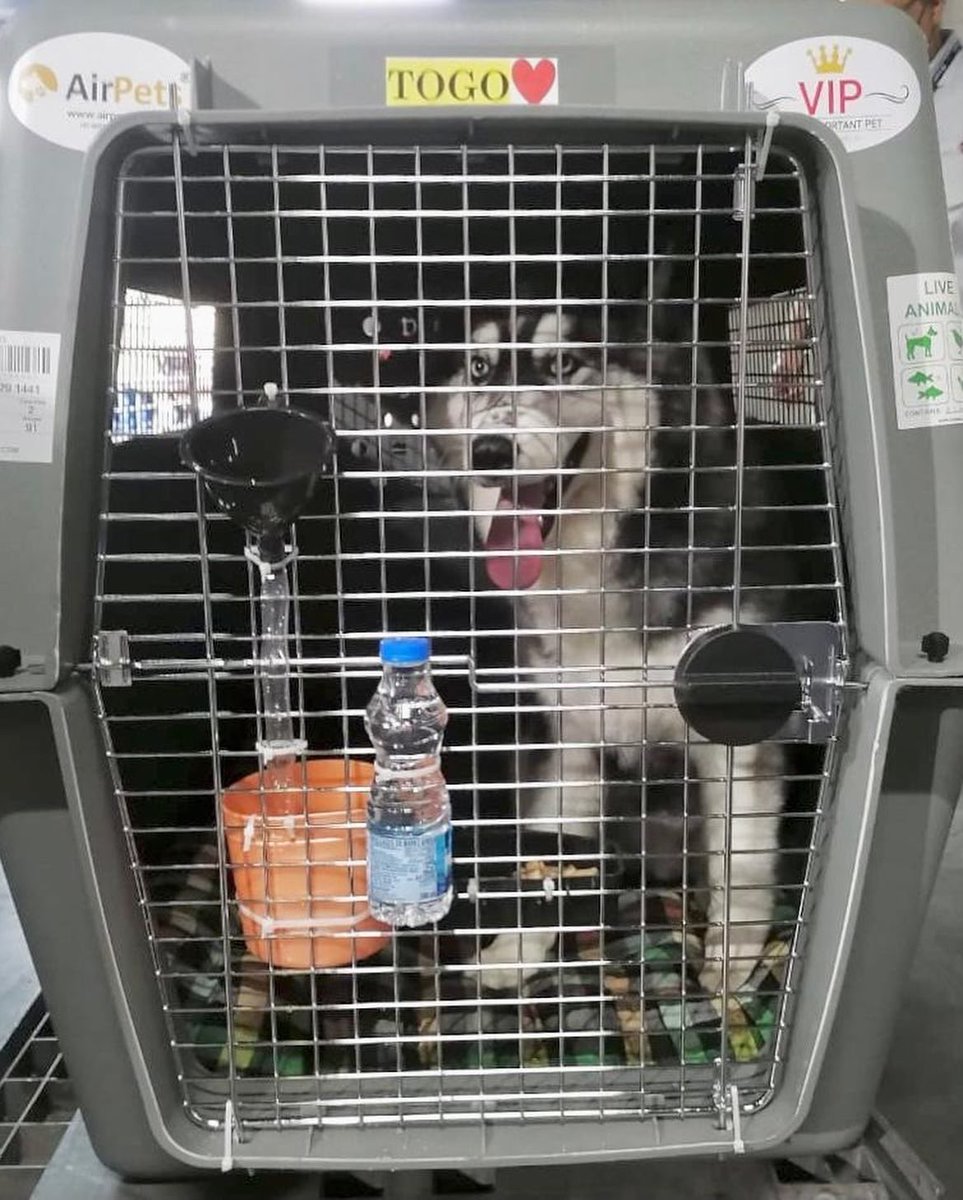 AirPets_India's tweet photo. Loki, Togo and Dash 🐶 🐾 Travelling from New Delhi, India 🇮🇳 to Dubai, UAE 🇦🇪 

#AirPets #internationalpetrelocation 
#relocatingpetsplobally #ipata #bonvoyage
#petrelocation
For more information reach out to us -

Email- info@airpets.in
Ph- +91-9257-123-123 https://t.co/0nRPeRFjue