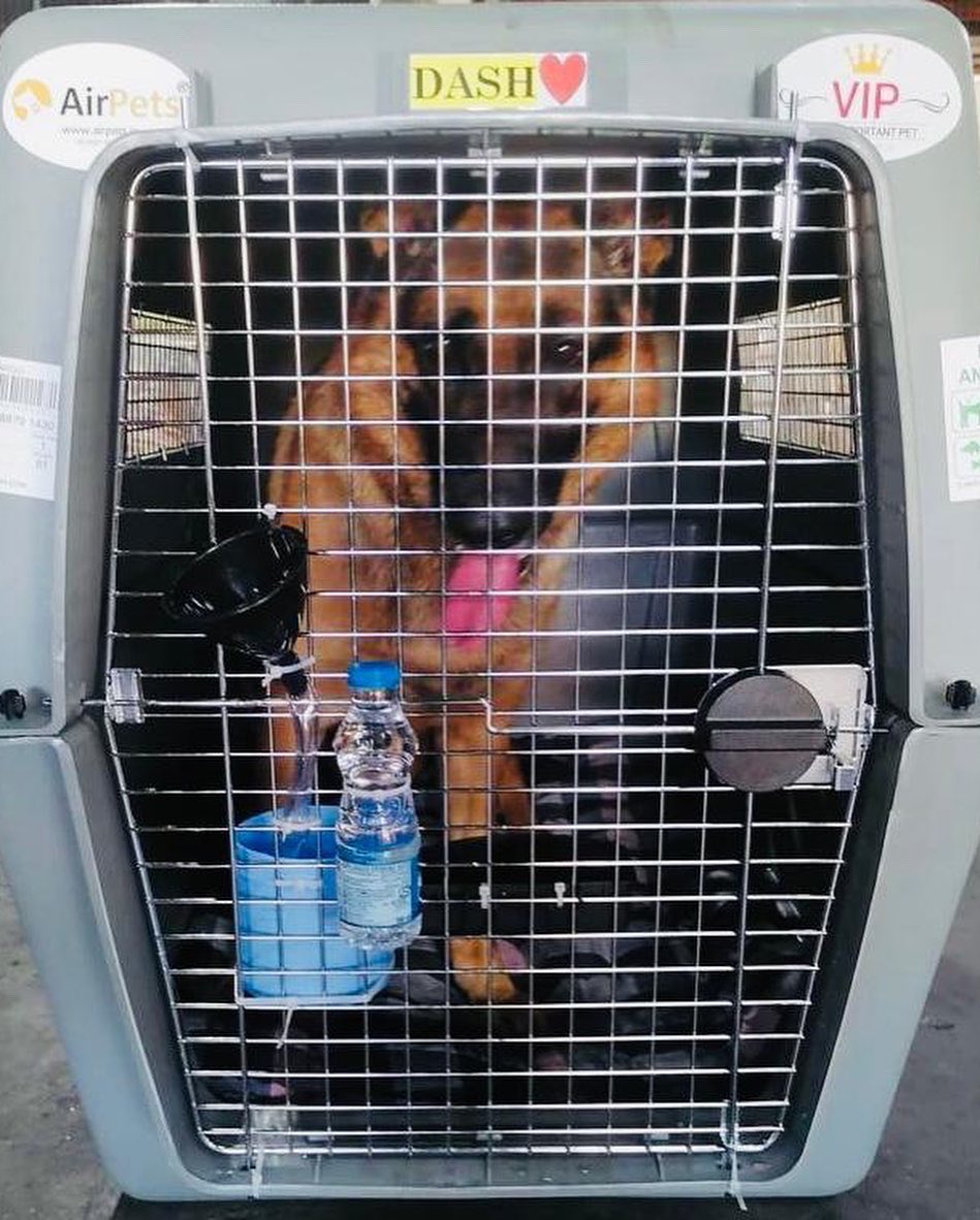AirPets_India's tweet photo. Loki, Togo and Dash 🐶 🐾 Travelling from New Delhi, India 🇮🇳 to Dubai, UAE 🇦🇪 

#AirPets #internationalpetrelocation 
#relocatingpetsplobally #ipata #bonvoyage
#petrelocation
For more information reach out to us -

Email- info@airpets.in
Ph- +91-9257-123-123 https://t.co/0nRPeRFjue
