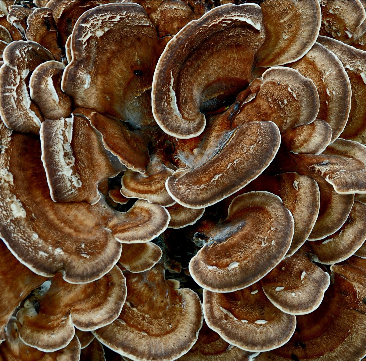 AdeysAlthorp's tweet photo. Until comparatively recently, fungi were thought of as plants, albeit unusual ones. They are now recognised as being entirely separate from plants . A most fascinating kingdom of life.
Conservation@althorp.com #Althorpestates #fungiFridays https://t.co/H1uyutF3J8