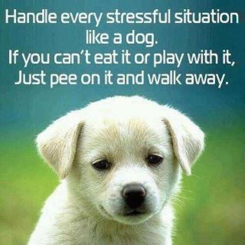 SamyakLalit's tweet photo. Handle every stressful situation like a dog. 

If you can't eat it or play with it, just pee on it and walk away. https://t.co/W8hj3RI3bn