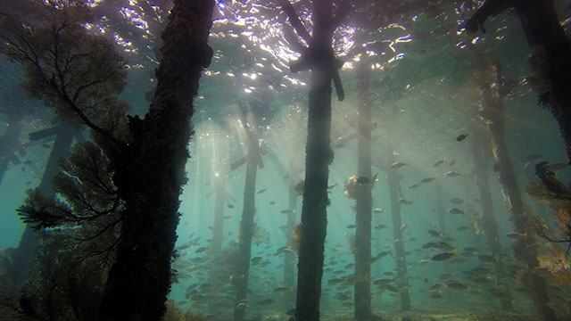 FrceEnergiesMar's tweet photo. The #FISHOWF project was launched last week. Its aims to develop effective monitoring strategies to identify and evaluate effects of offshore wind farms on fish communities.
👉 https://t.co/lh8uLqjASl https://t.co/UGZK0vLw2x