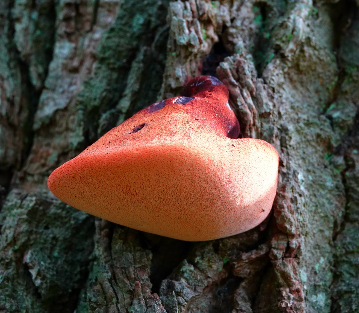 AdeysAlthorp's tweet photo. Until comparatively recently, fungi were thought of as plants, albeit unusual ones. They are now recognised as being entirely separate from plants . A most fascinating kingdom of life.
Conservation@althorp.com #Althorpestates #fungiFridays https://t.co/H1uyutF3J8