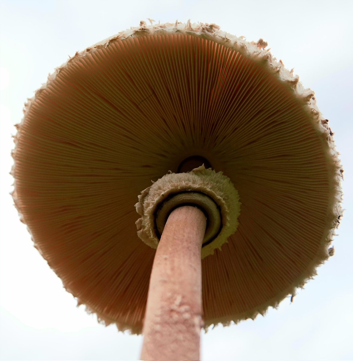 AdeysAlthorp's tweet photo. Until comparatively recently, fungi were thought of as plants, albeit unusual ones. They are now recognised as being entirely separate from plants . A most fascinating kingdom of life.
Conservation@althorp.com #Althorpestates #fungiFridays https://t.co/H1uyutF3J8