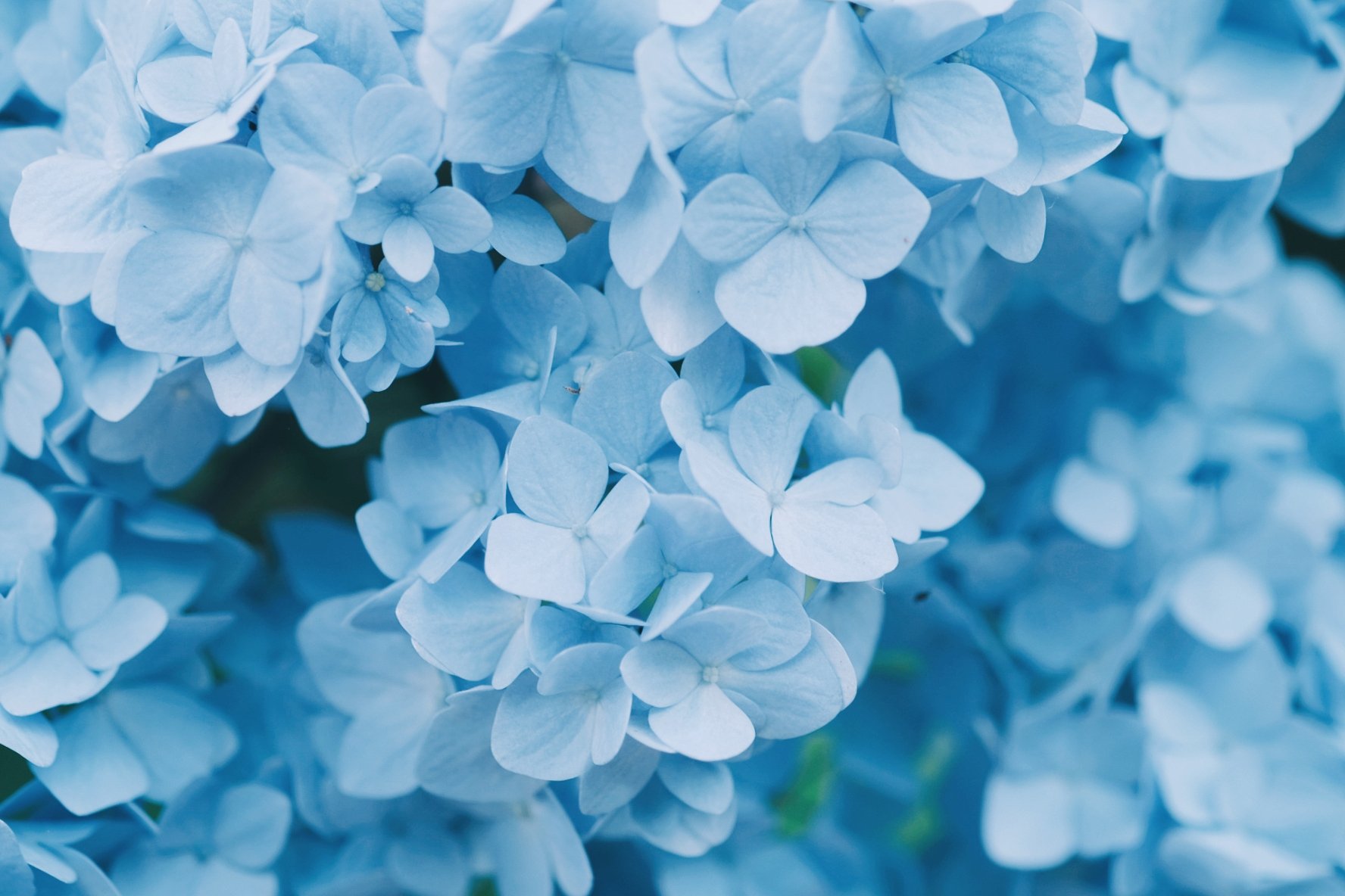 久莉 Kuri 紫陽花を思う T Co Lzlpgwsubh Twitter