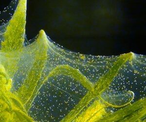 BiobestrijdNL's tweet photo. #Spint is één van de bekendste #plaaginsecten, die voor veel schade zorgt in diverse gewassen. De #spintmijt komt voor in groente- en fruitgewassen maar ook bij diverse #sierplanten. Stop spint met onze #Biobestrijders combinatiepakket!
https://t.co/bB8eScFiSr https://t.co/3Zyfb7YNVA