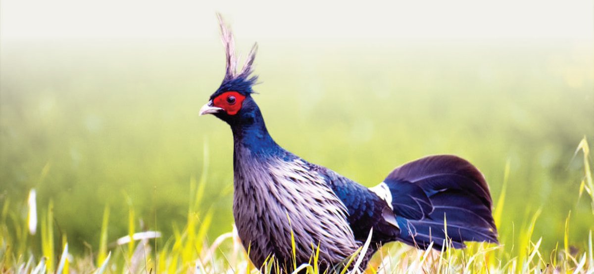 PallaviJamwal4's tweet image. The Government has declared Kalij Pheasant as the bird of the Union Territory of Jammu and Kashmir.
#JammuAndKashmir #Jammu #kalijpheasant #kashmir