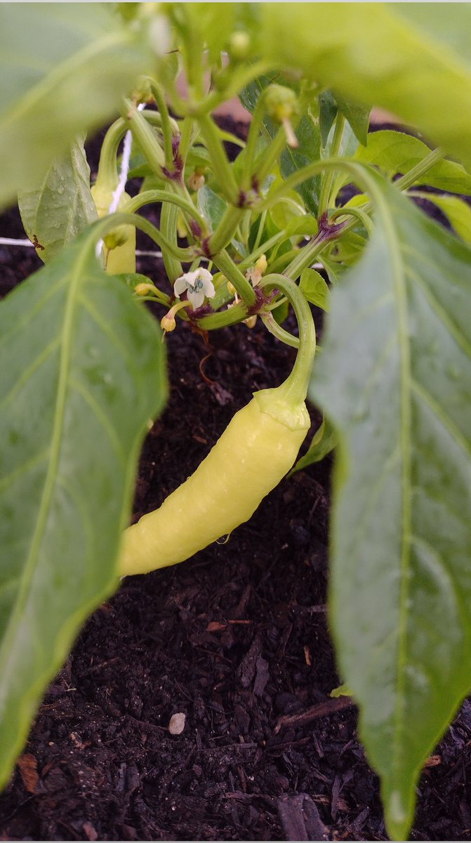 Our gardens and our students are growing! <a href="/SWETornadoes/">StantonWeirsdaleMCPS</a> <a href="/jeremy_rhoden/">Jeremy RHODEN</a> <a href="/kara_brady10/">Kara Brady</a> #imaFANswe