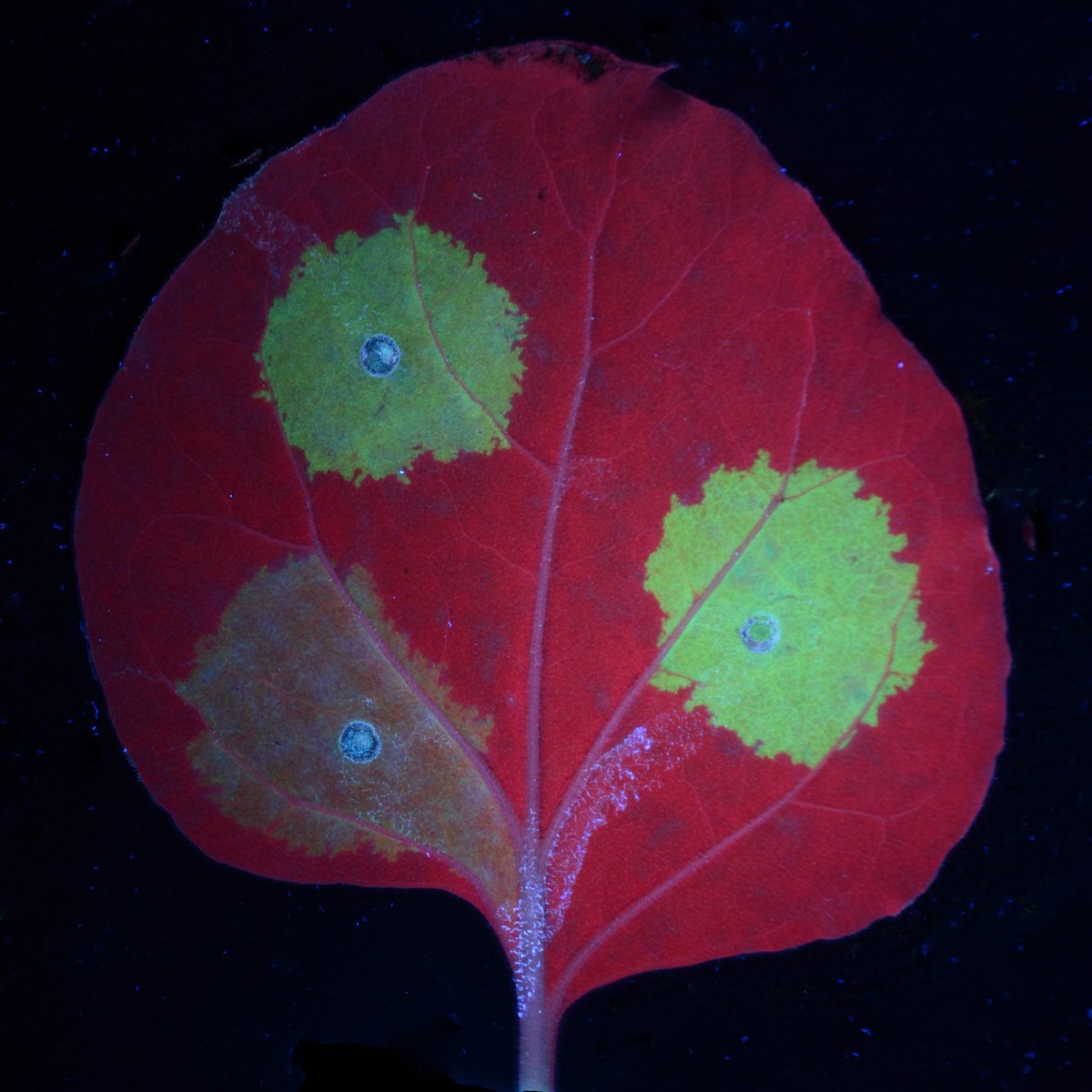 cragenomica's tweet photo. 🦠 Plants can silence viral proteins, coping with infections 🍃 We use agroinfiltration &amp; fluorescence techniques to study plant-virus interactions 👉 Under UV light, chlorophyll in the tobacco leaf appears red, and cells damaged by viral proteins turn green 📸 #CRAGMonthlyPic https://t.co/cUVx2EXJeX