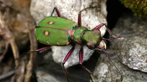 topfiveoffvibes's tweet image. green tiger beetle vs stag beetle

#BEETLE #MANIA #TWOOOO
🍿🤯🍿🍿😬🍿
🐛🐌🕷🦗🐜🦟
🐞🐞🐞🐞🐞