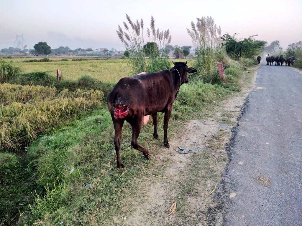 आगरा के अछनेरा बैरियर और गोबर रेलवे फाटक के बीच, नहर के किनारे रोड पर घायल अवस्था में है। ट्रेन की चपेट में आ गई है। कुत्ते इसका मांस खा रहे थे। कृपया प्राथमिक उपचार कराएं।
<a href="/OfficeOfDMAgra/">District Magistrate/District Election Officer Agra</a> <a href="/CMOfficeUP/">CM Office, GoUP</a> <a href="/BJP4UP/">BJP Uttar Pradesh</a> <a href="/VHPDigital/">Vishva Hindu Parishad -VHP</a> @BoardWelfare <a href="/Manekagandhibjp/">Maneka Sanjay Gandhi</a>
