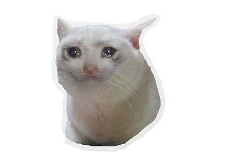 котенок в приюте грустный. белый котик плачет. плачущий белый кот. плачуищейся котиик мем. грустный плачущий котик.