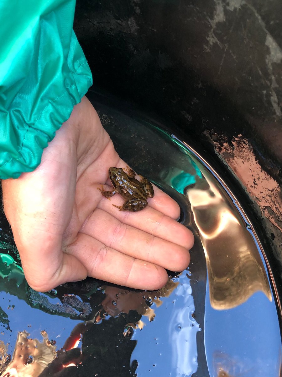 ysgolswnydon's tweet image. Different day, different pond and this time we found a frog. Lovely morning pond dipping with year 6. 
.
.
.
#ponddipping #forestschool #rspbwildchallenge #rspb #frog @_olw_