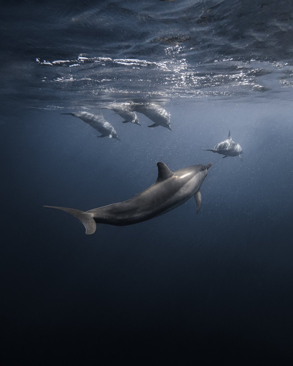 Gm from the dolphins ✨ what’s everyone up to on the weekend?