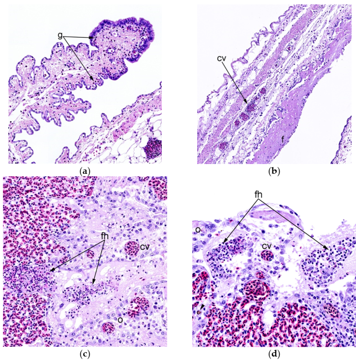 VetClinMicro_KU's tweet photo. New paper out on #Protective #effect #Autogenous #Vaccine #Aerogenous #infection with #ecoli in #BroilerBreeders https://t.co/GbwBwqwALC #mdpivaccines via @MDPIOpenAccess #SofieKromann @HeidemannOlsen @BojesenMiki #HenrikElvangJensen @IdaThofner #APEC #poultry #colibacillosis https://t.co/O98bYpWLCZ